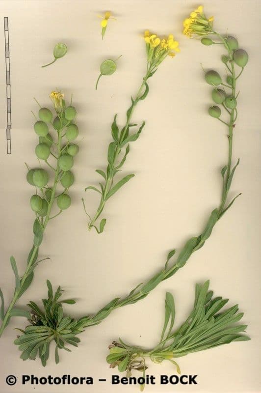 Alyssoides utriculata 23