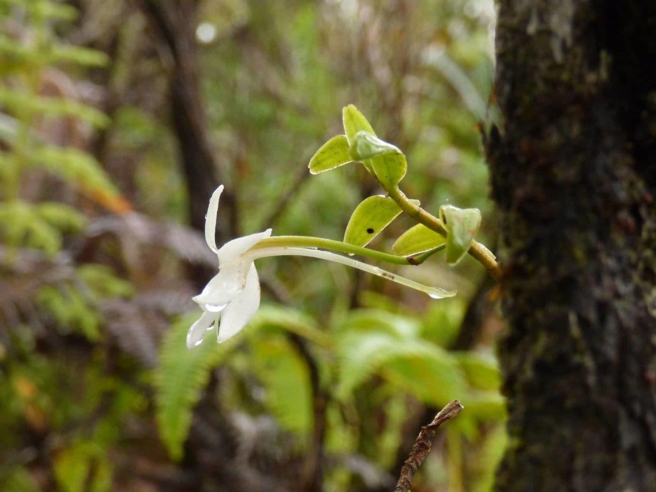 Angraecum 2