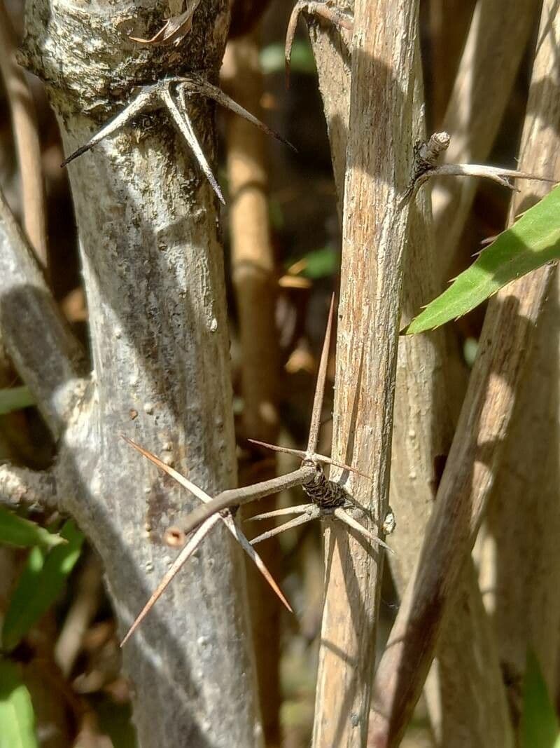 Berberys Gagnepaina 21