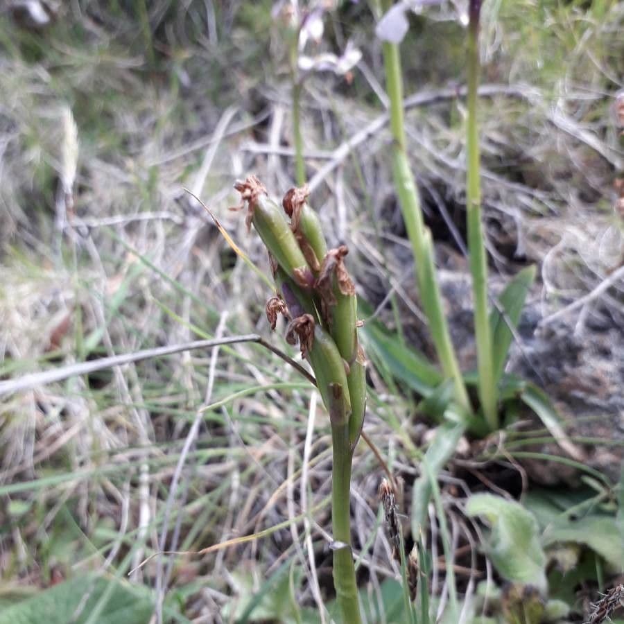 Orchide minore 2