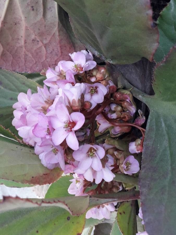 Bergenia cordifolia 6