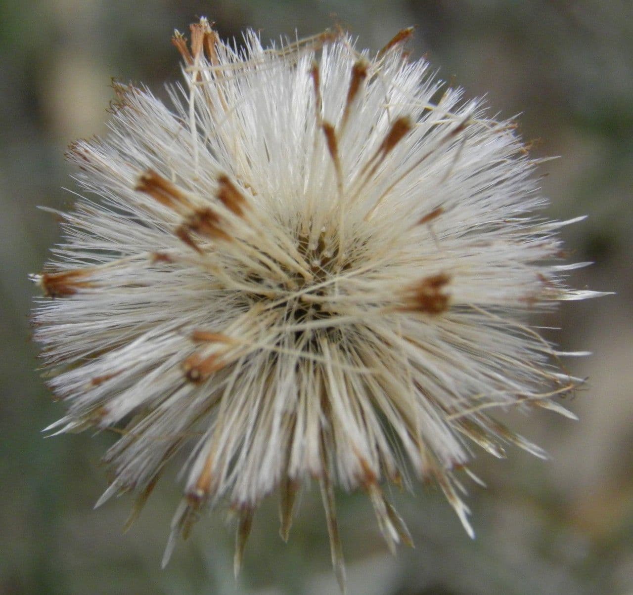 Felsen-Steinimmortelle 5