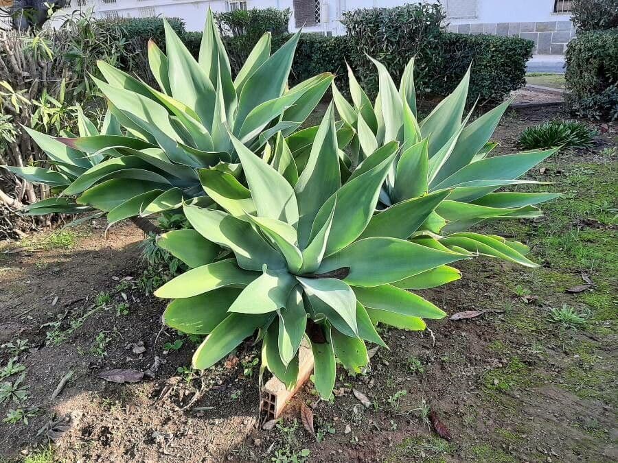 Agave lanuginosa 12