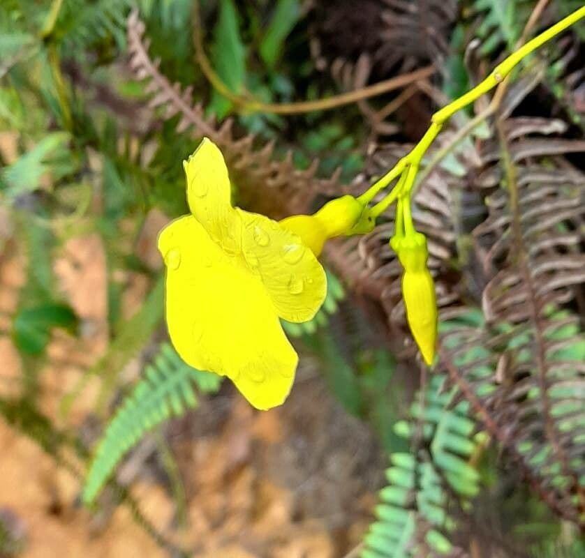 Angadenia 2