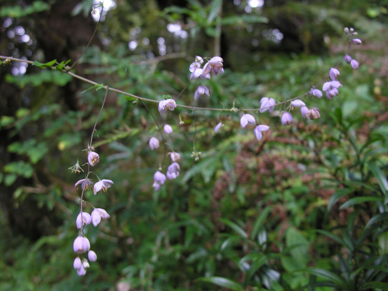 Aquilegia celidonioide 2