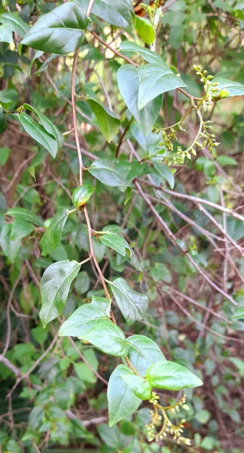 Chiococca alba 15