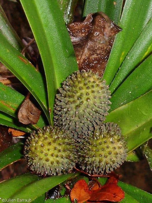 Freycinetia