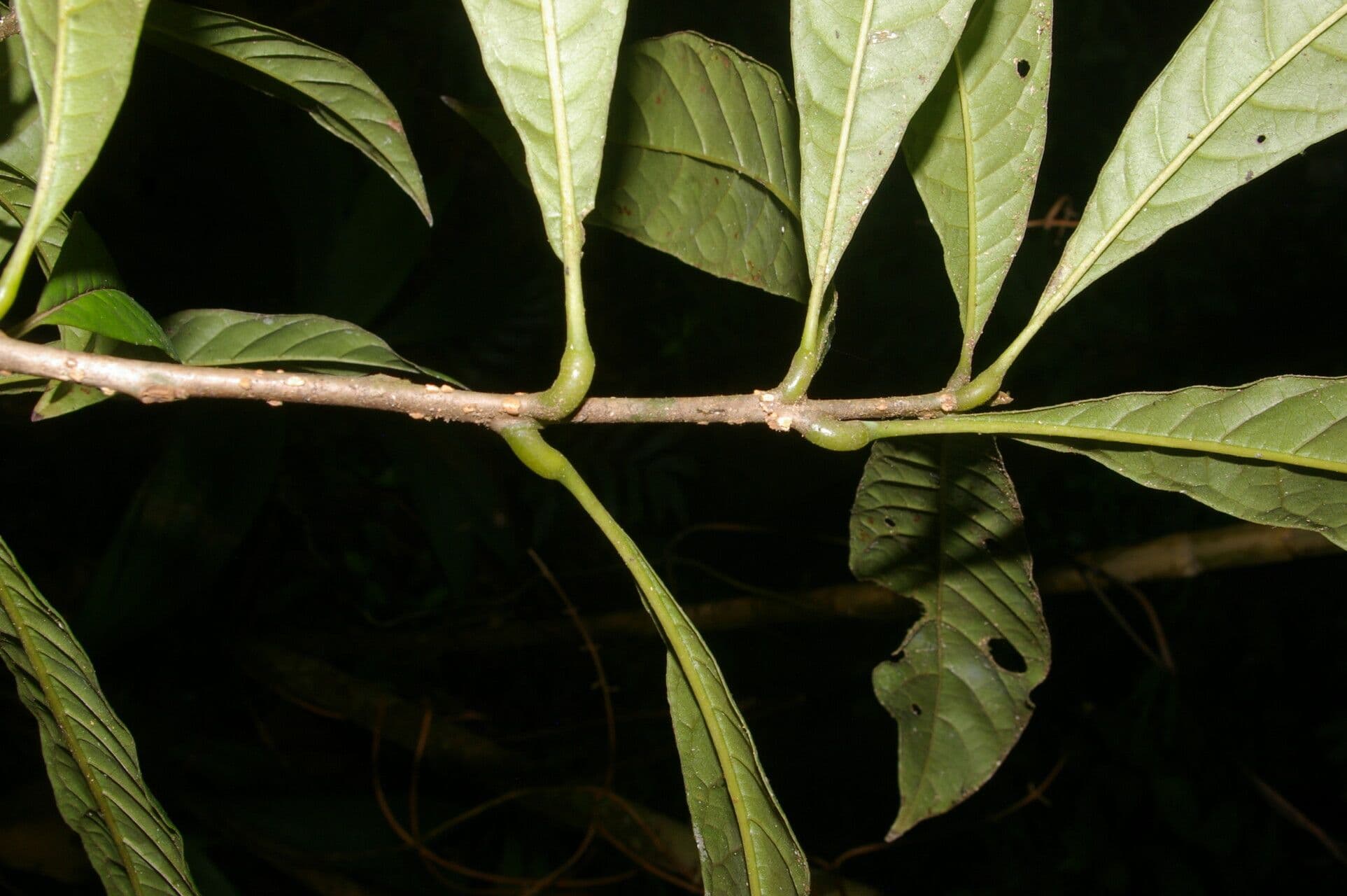 Meliosma 14