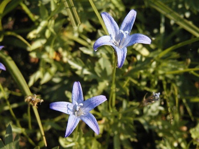 Campanula 2