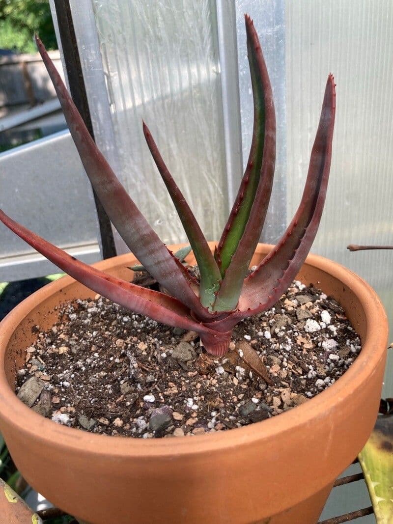 Vryheid-Aloe 2