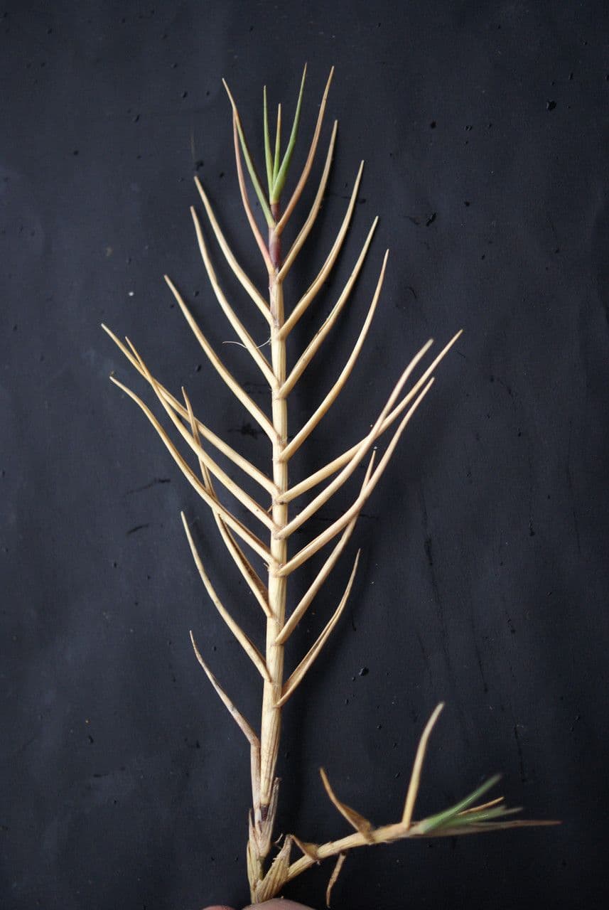 Sporobolus 19