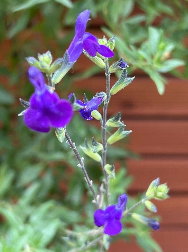 Salvia germandrina 2