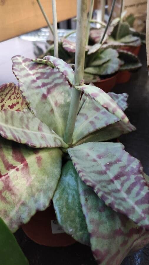 Kalanchoe 17