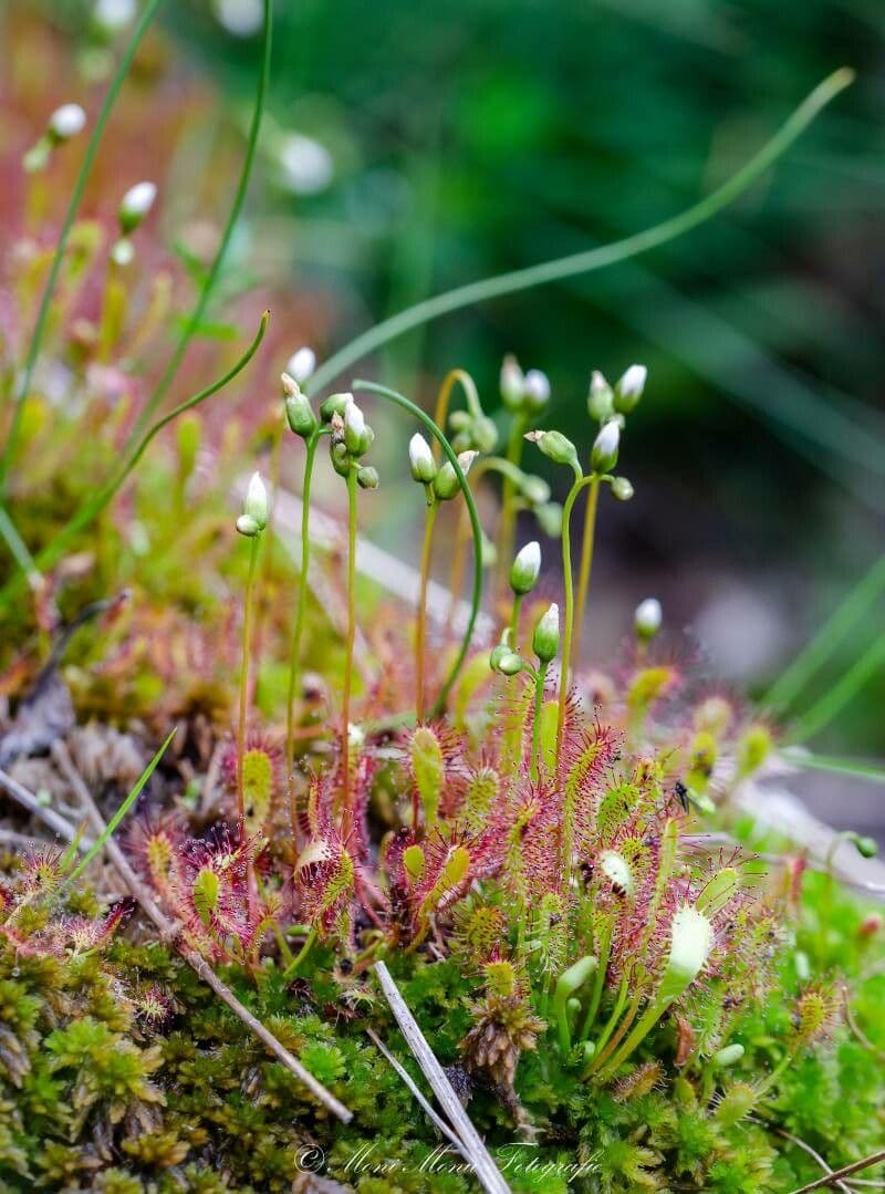 Drosera anglica 6