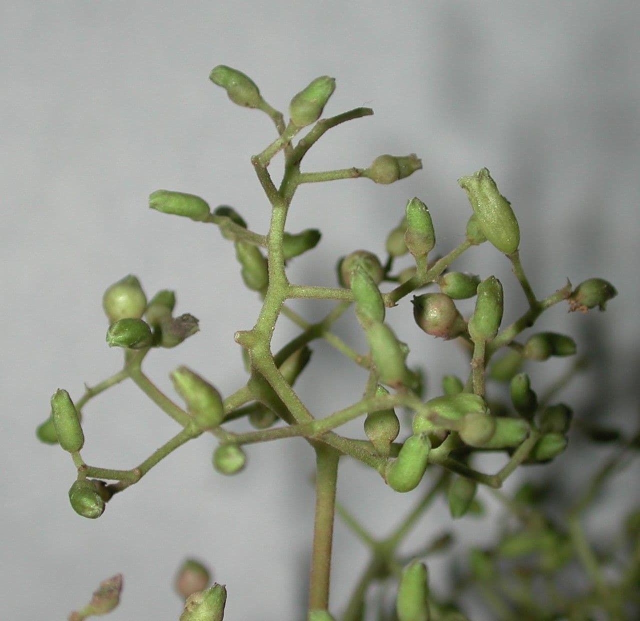 Neea laetevirens 16