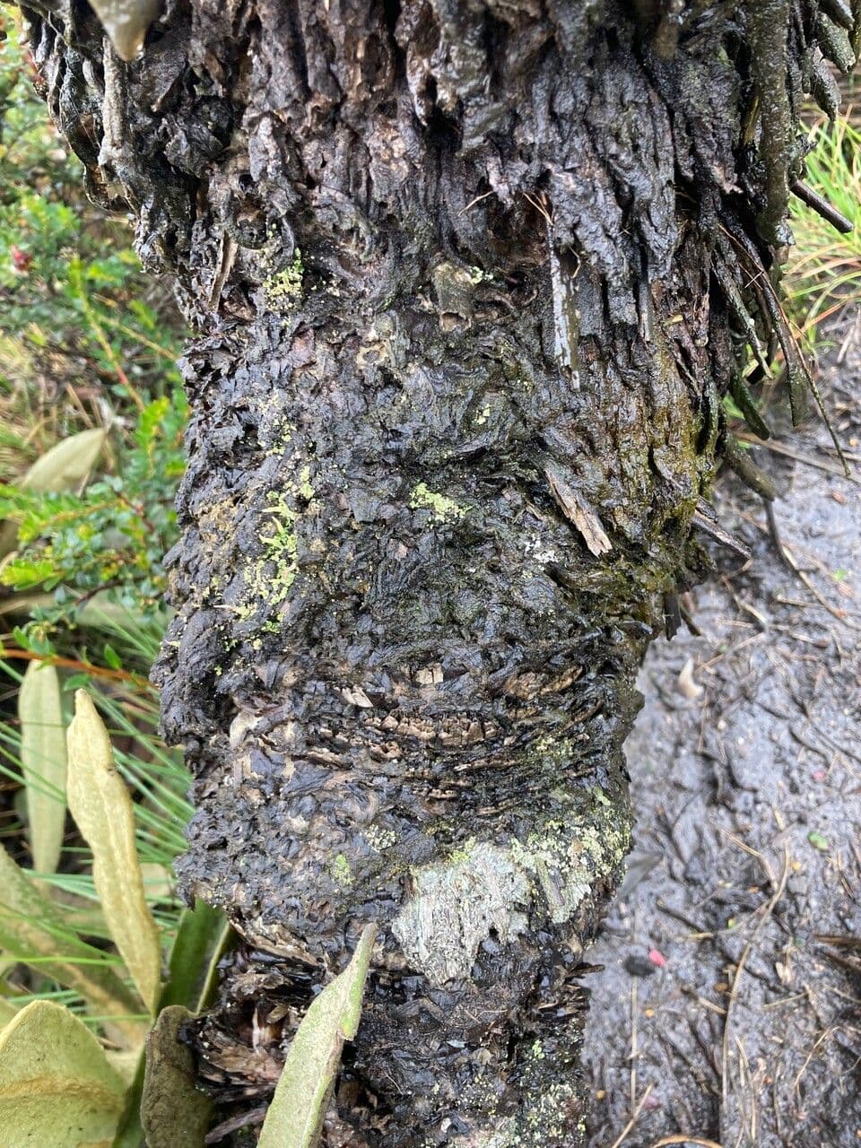 Espeletia 16