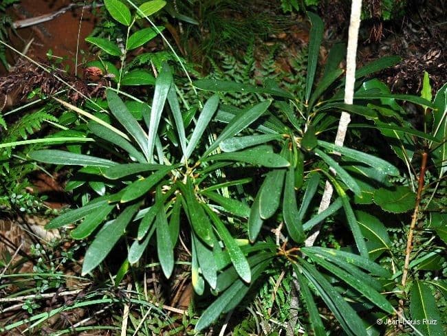 Codiaeum 4