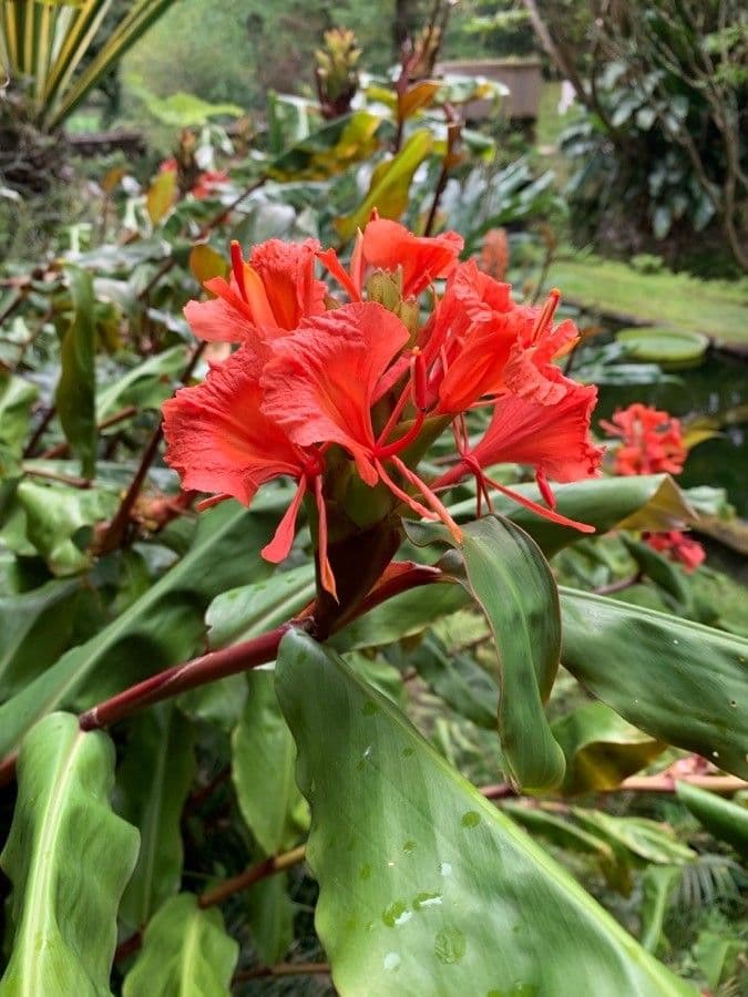 Lillier de gingembre 3