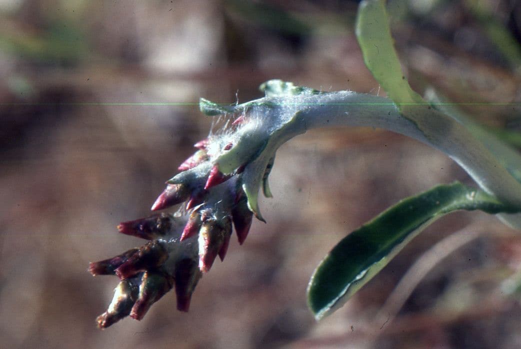 Gnaphalium americano 9