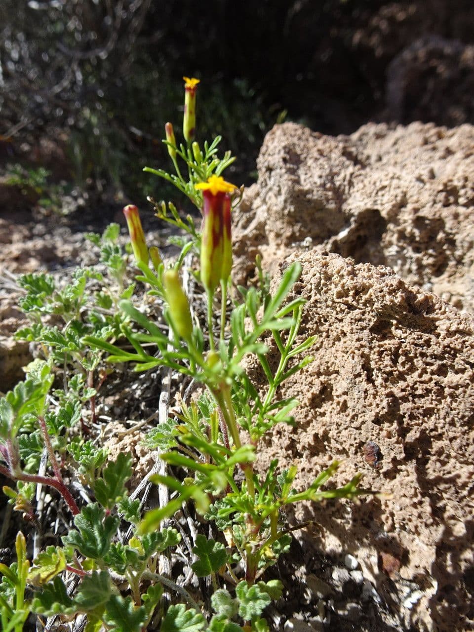 Cempasúchil multiflora 10