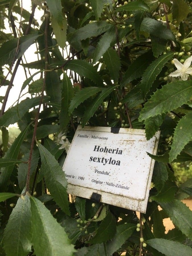 Sechstiiger Hoheria 6