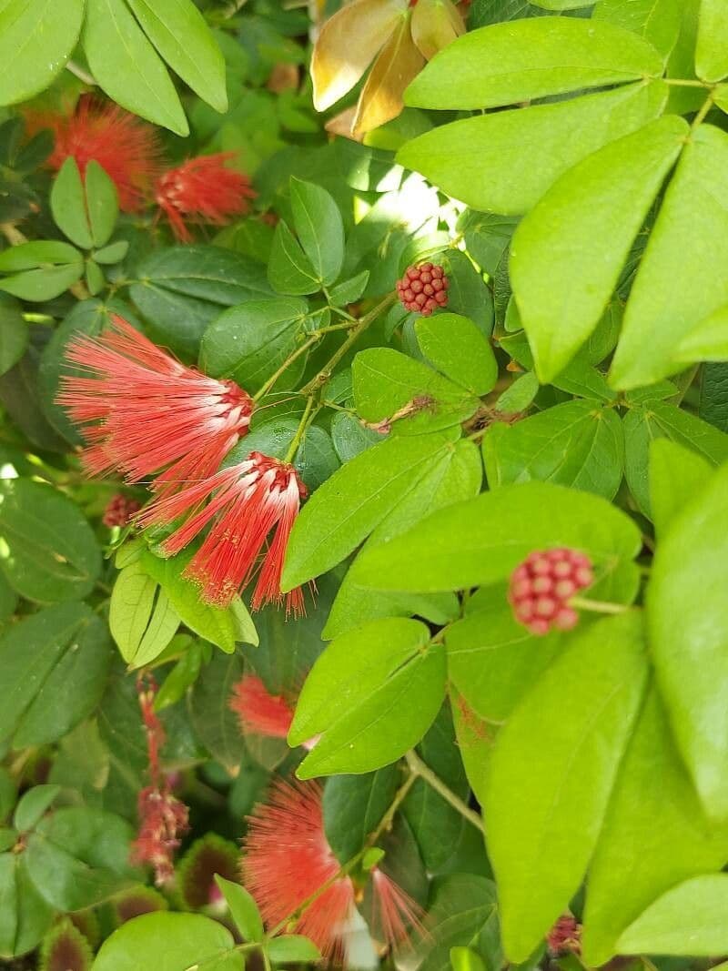 Calliandra 25