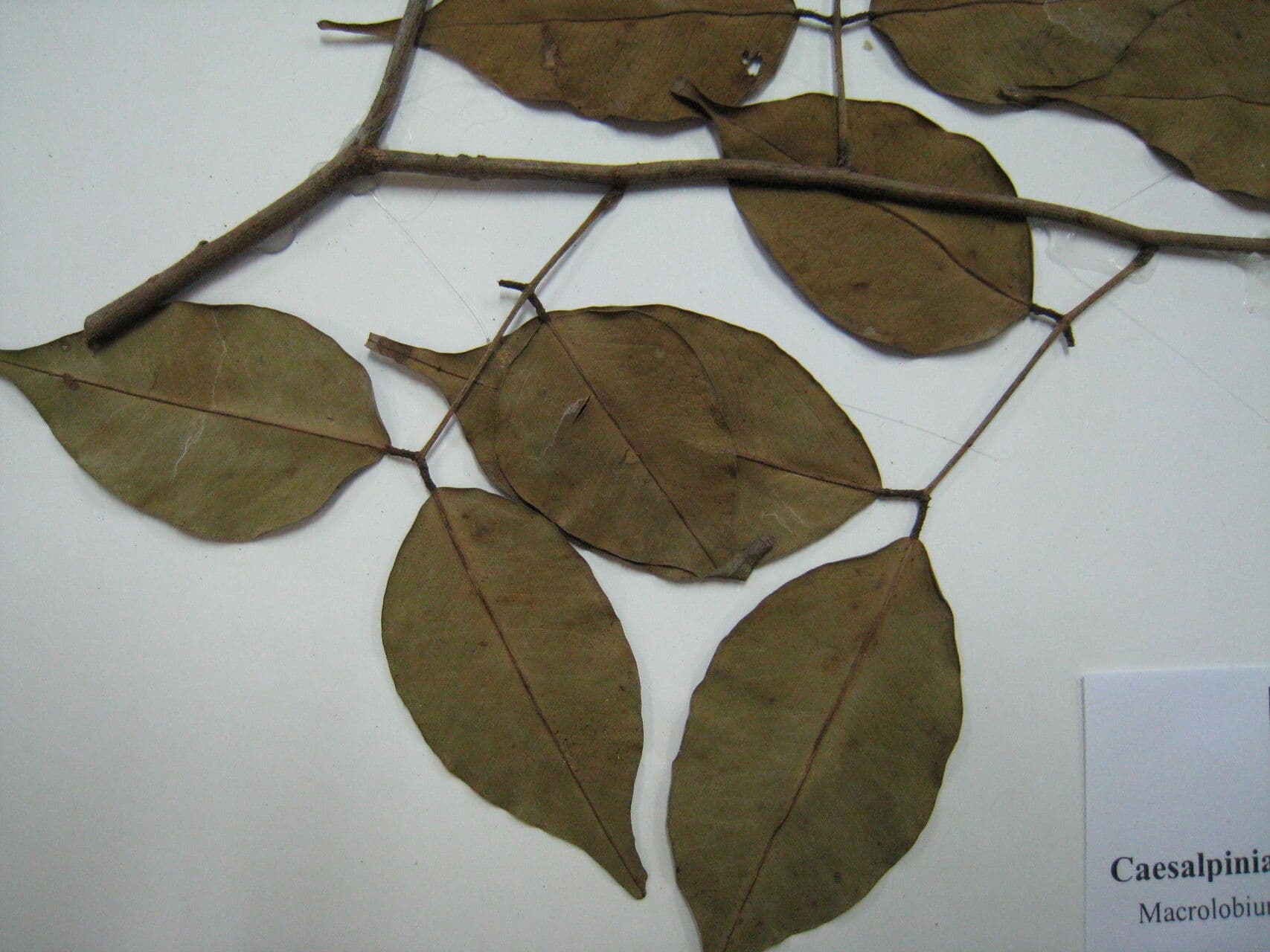 Macrolobium 2