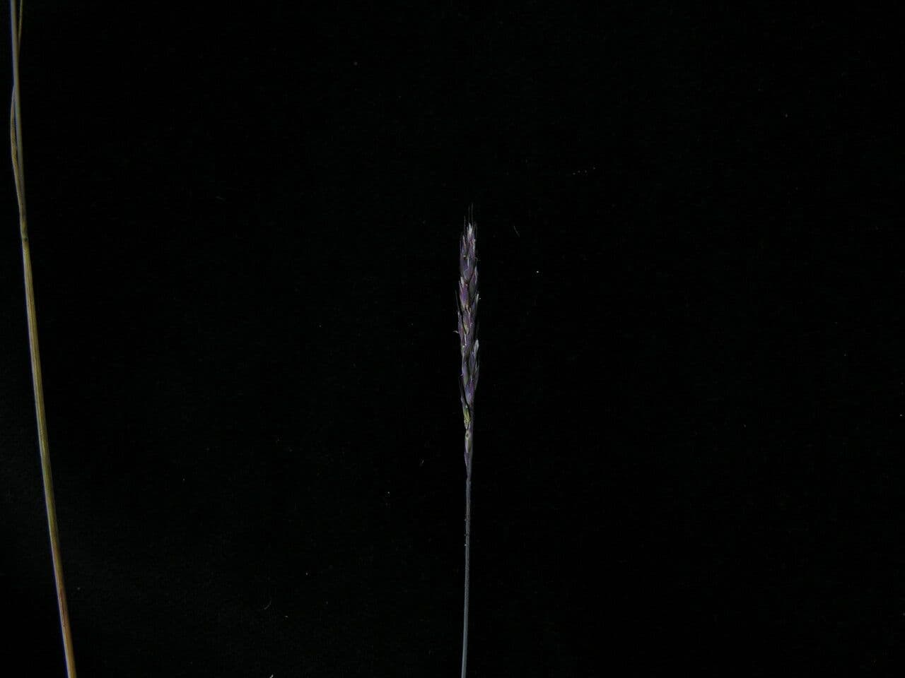Triseto spigato 8