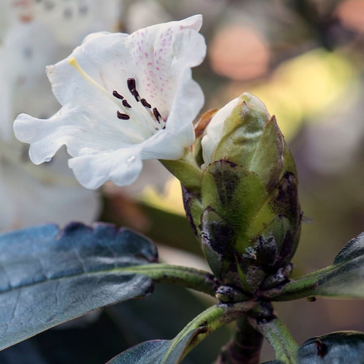 Rododendro 2