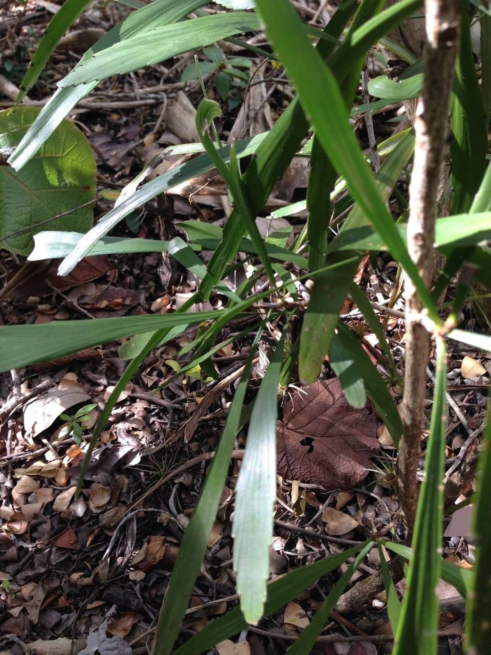 Fillanto 12