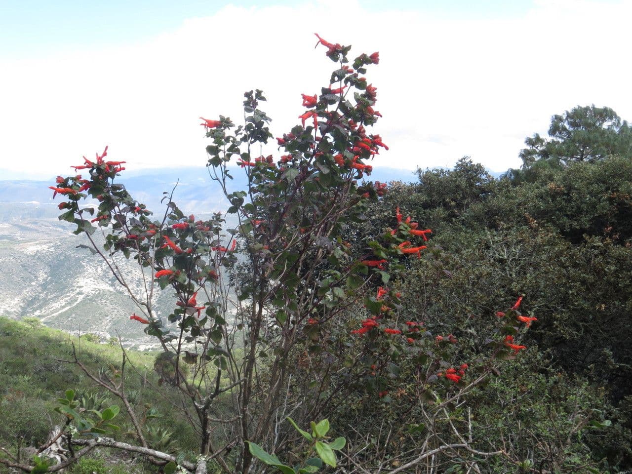 Salvia 10