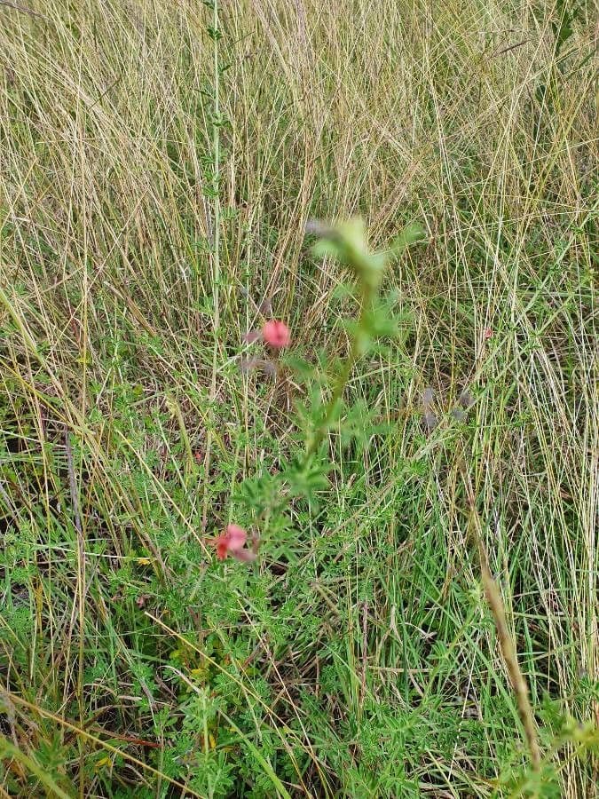 Indigofera 6