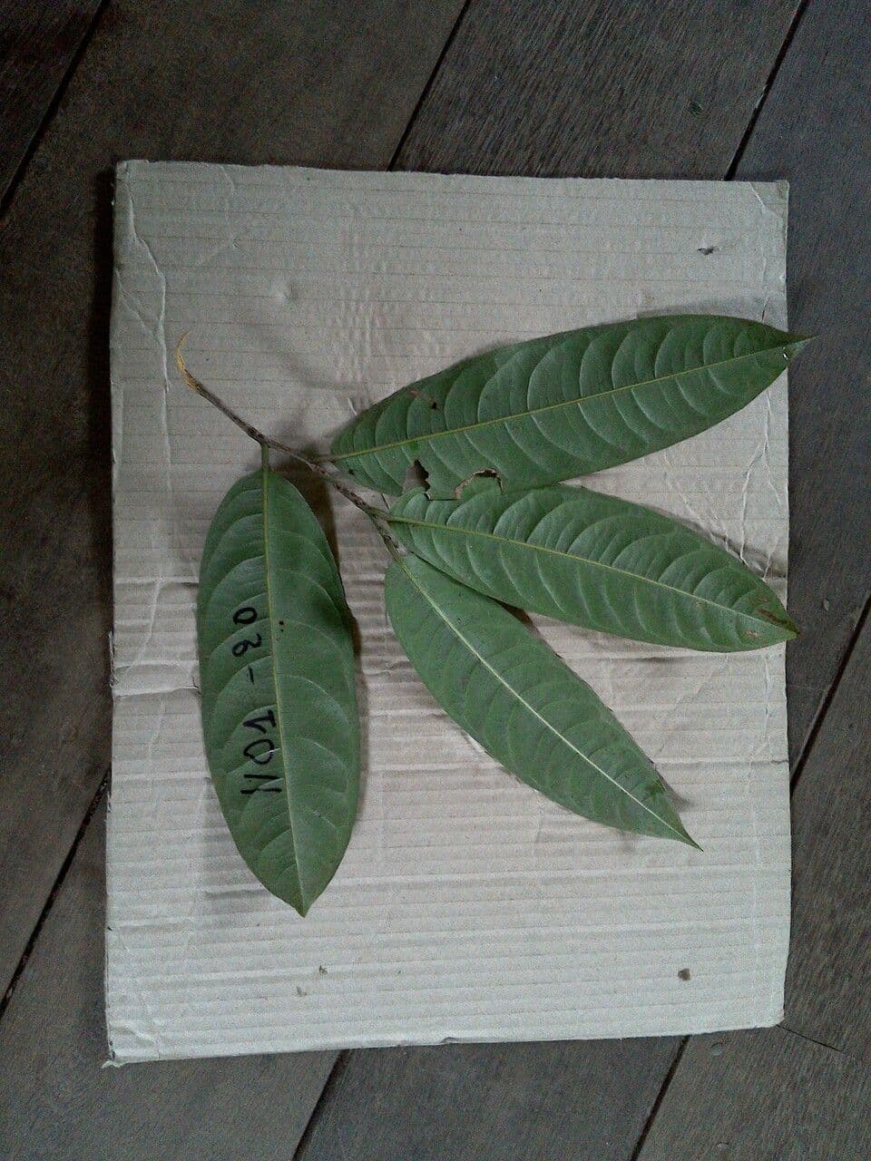 Eschweilera 5