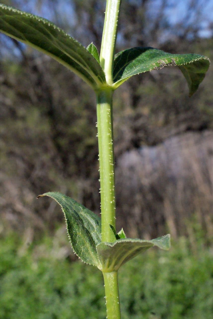 Färberkrapp 22