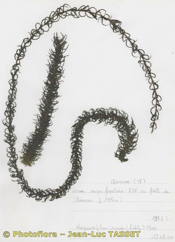Elodea del Capo 21