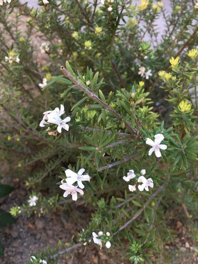 Westringia arbustiva 5