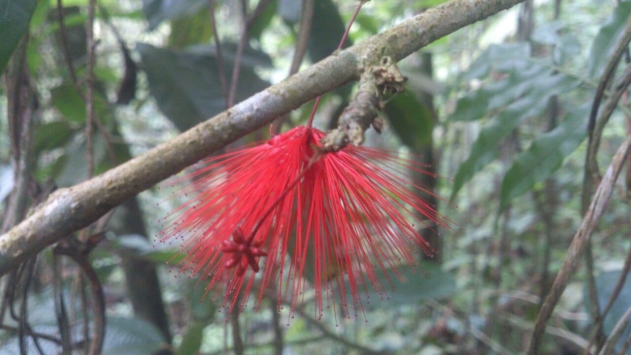 Calliandra 8