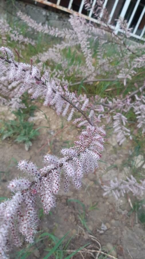 Tamarix parviflora 23