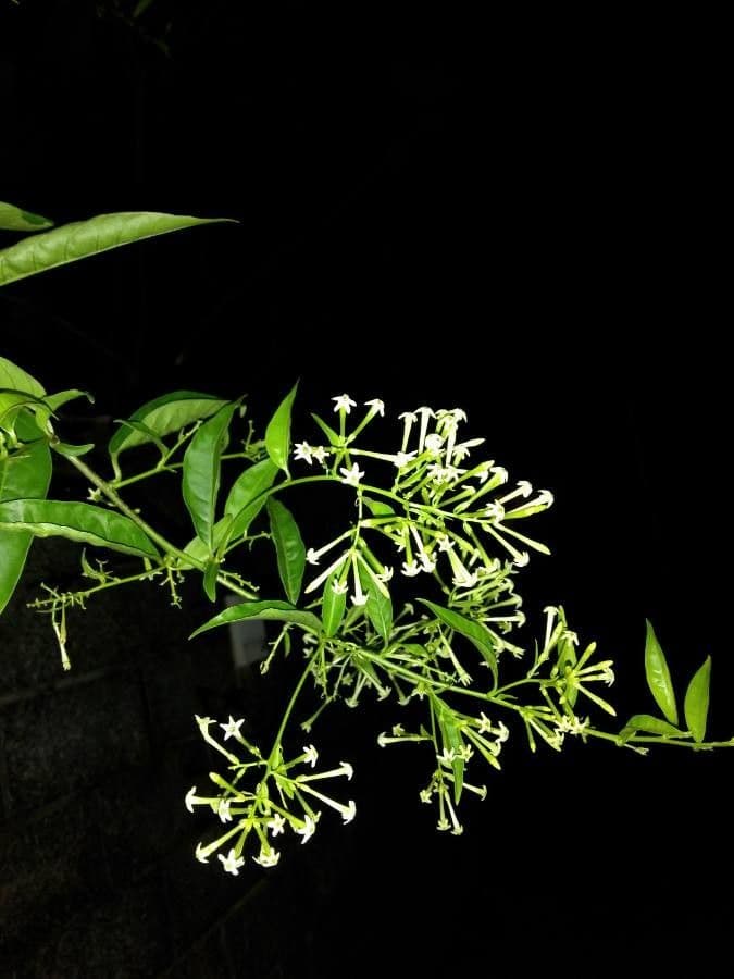 Cestrum nocturno 8