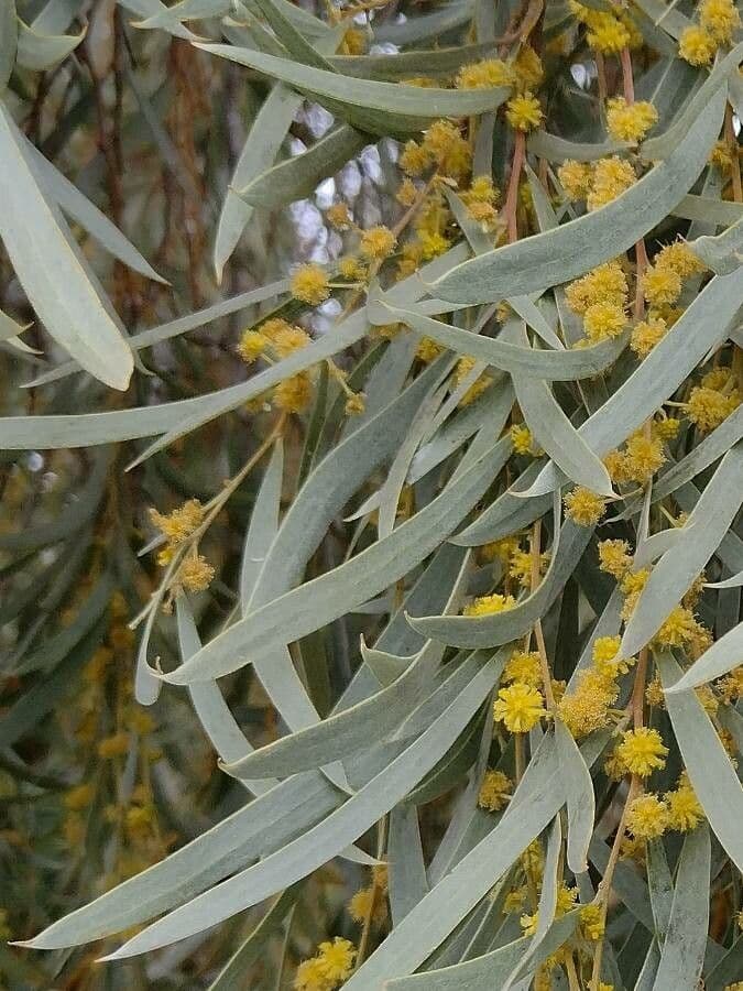 Acacia pendula 10