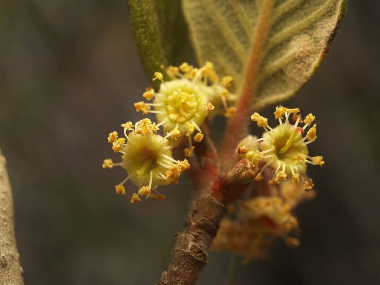 Cercocarpus