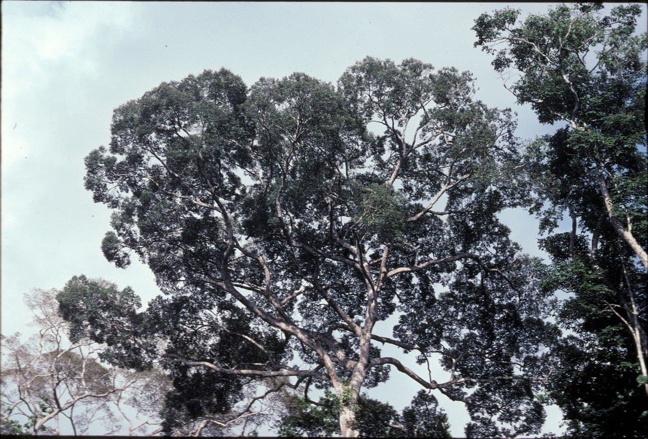 Parinari excelsa 7