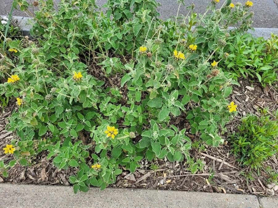 Phlomis 11