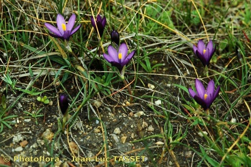 Romulea 10