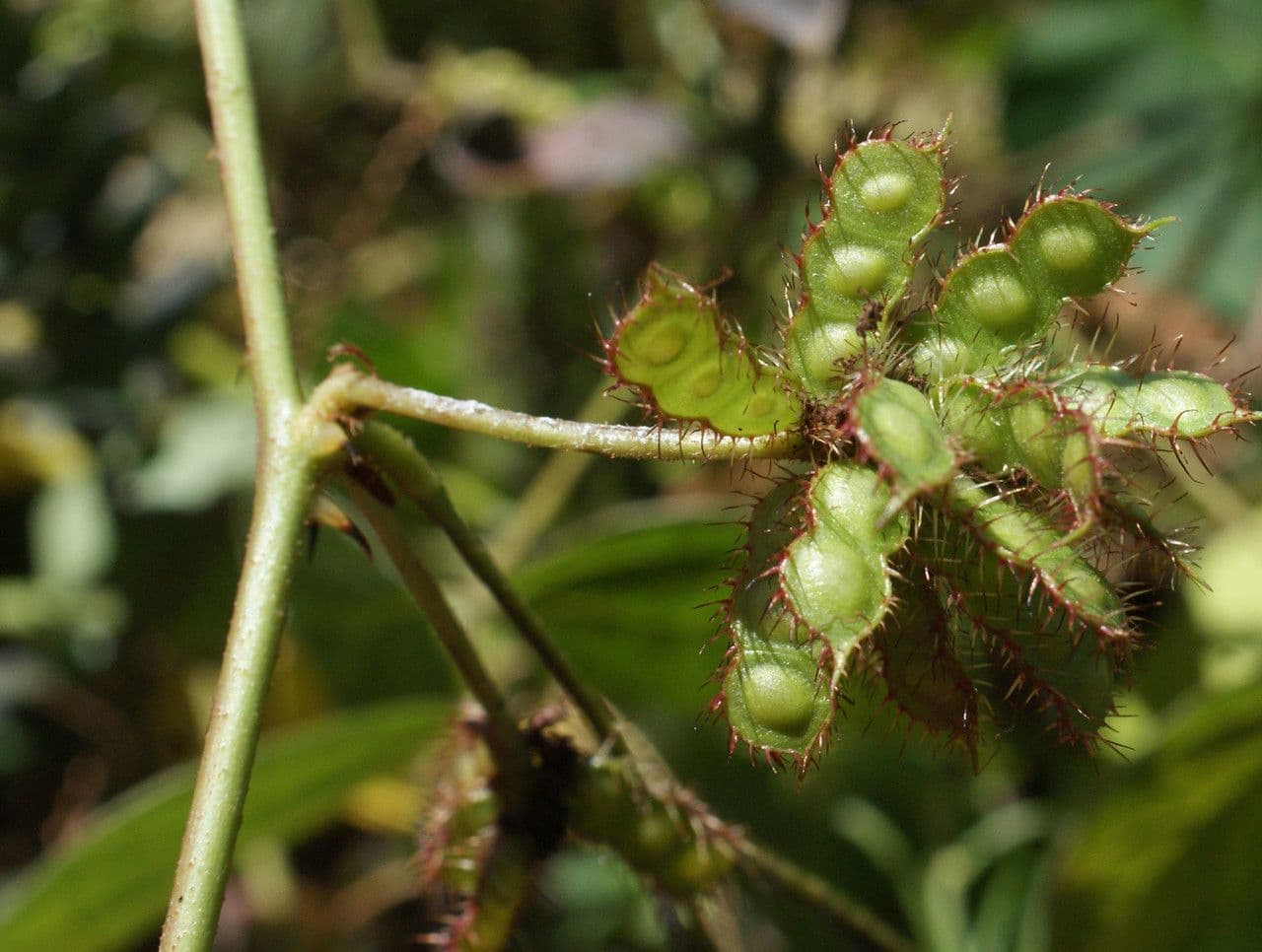 Mimosa pudica 2