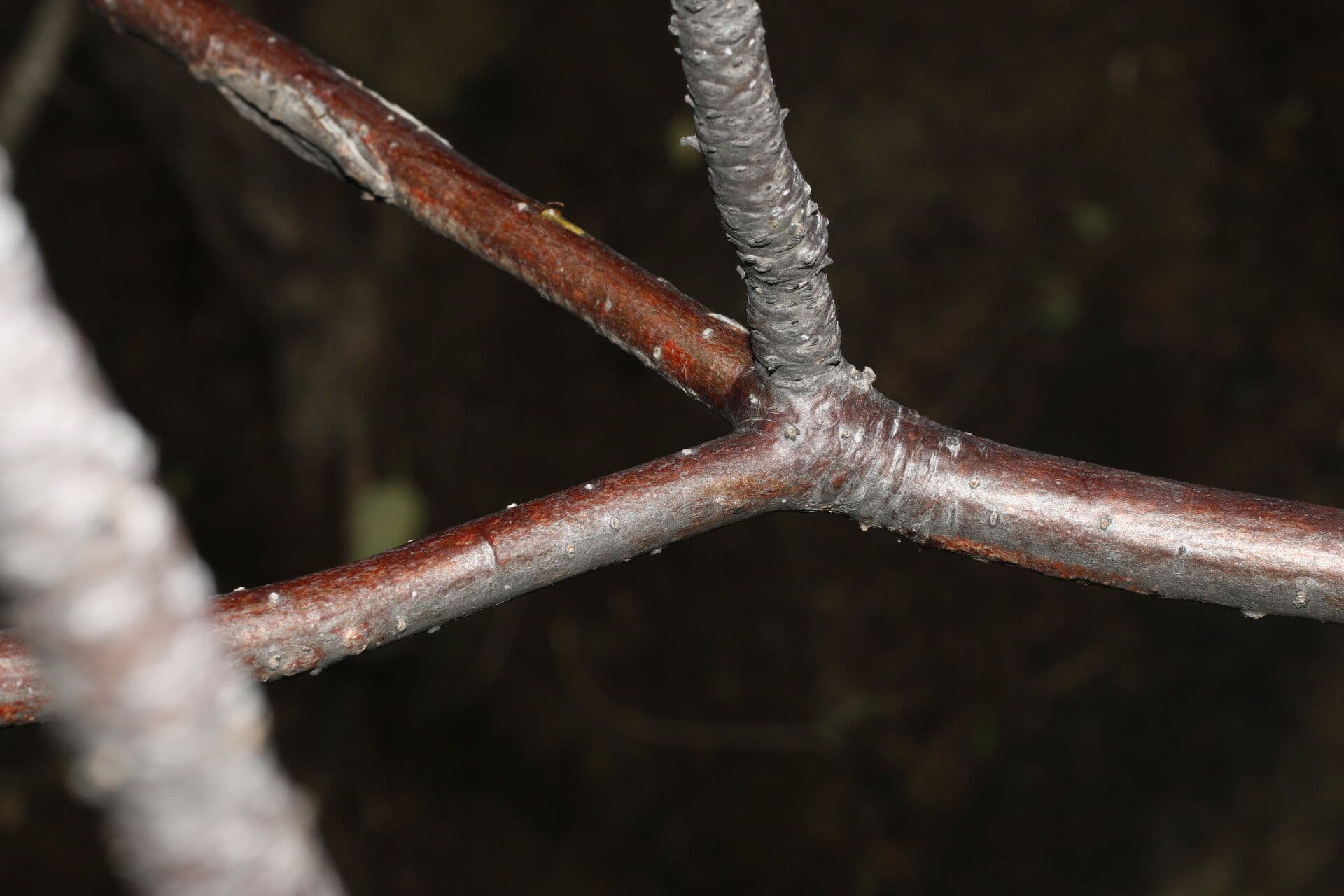 Amphipterygium 11