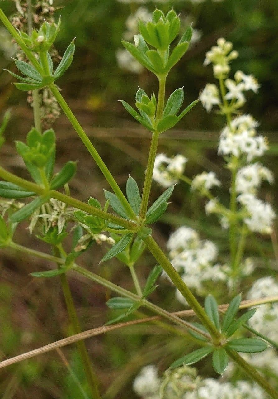 Caglio bianco 18