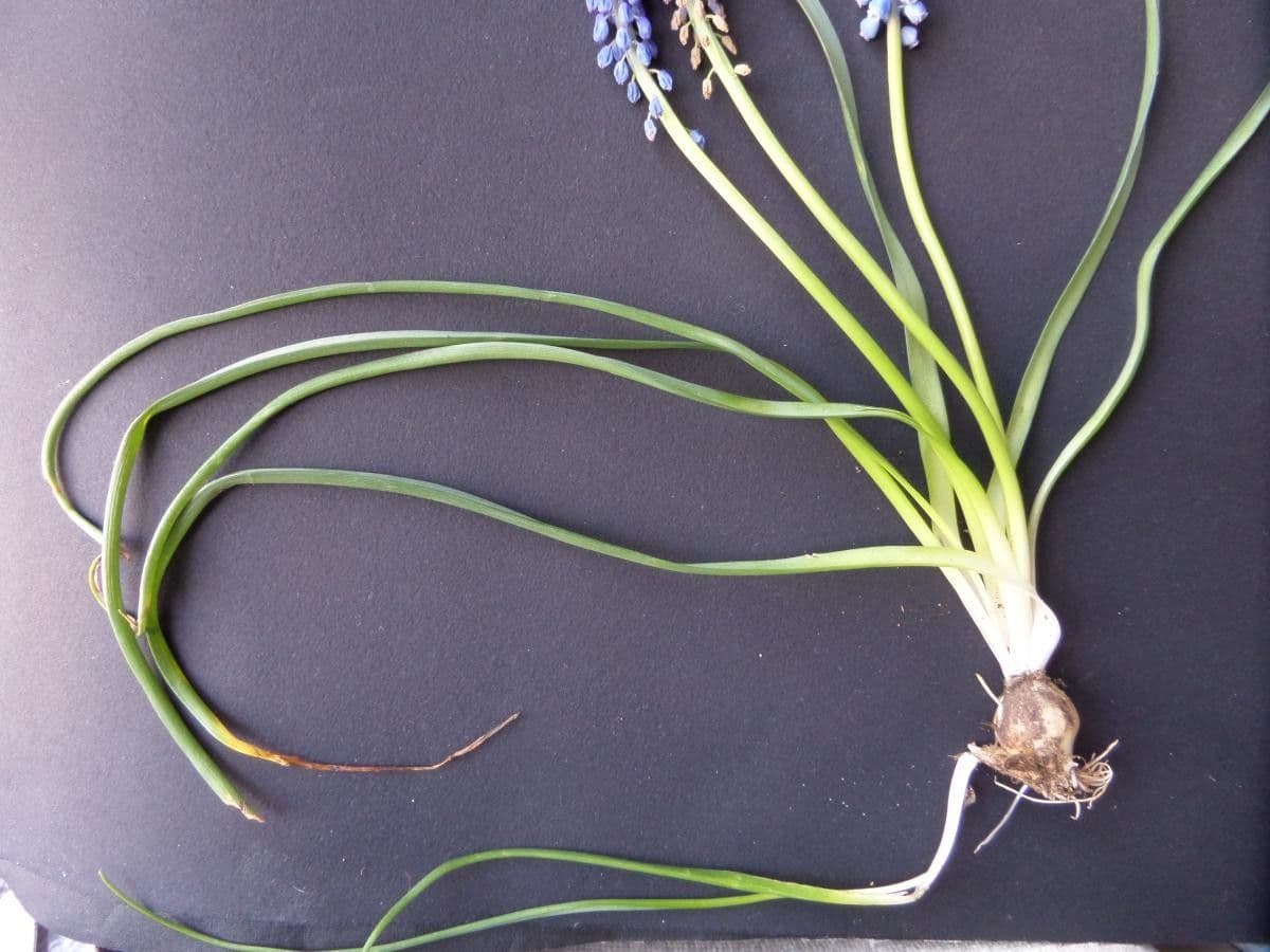 Muscari armeniaco 22