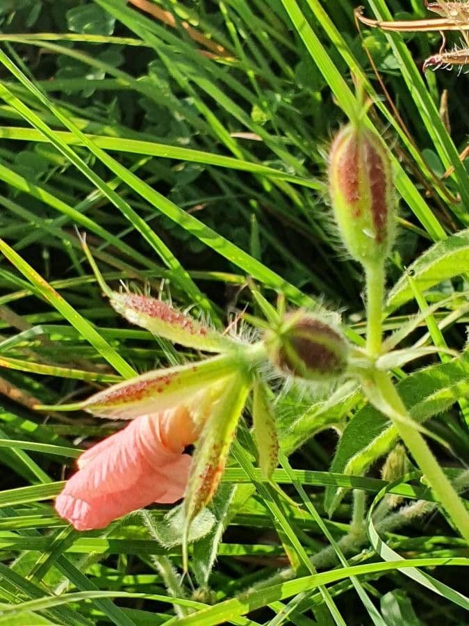 Monsonia 22