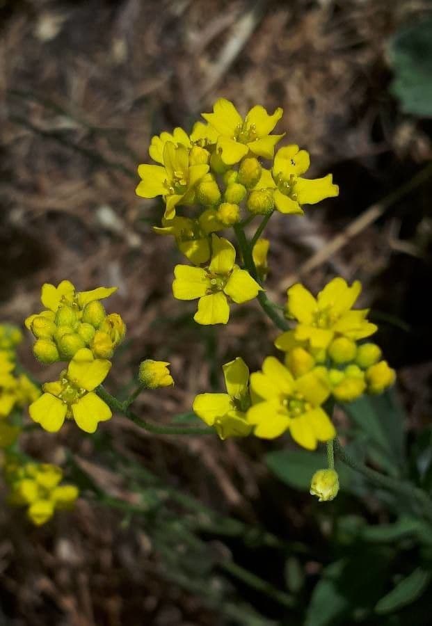 Aurinia petraea